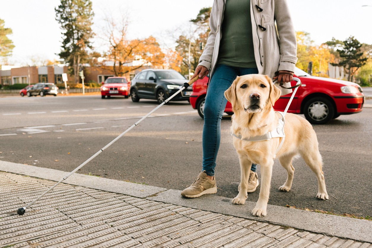 Protection for service dogs that lasts a lifetime